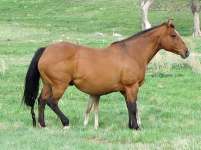 Anyware <BR>AQHA 4921132